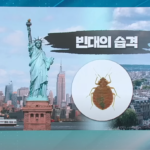 빈대퇴치고온스팀