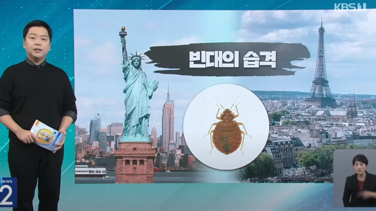 빈대퇴치고온스팀